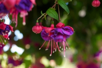 ​CHAPELFIELD NURSERY
