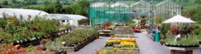 GLYNDWR PLANTS