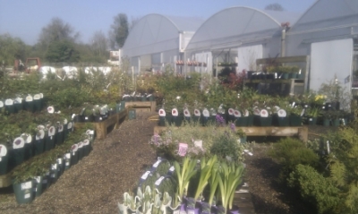 BRIDGE VALLEY NURSERY