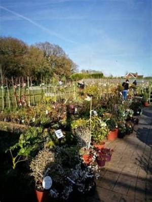 FOL HOLLOW NURSERIES