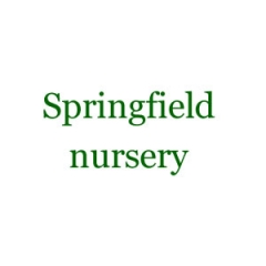 SPRINGFIELD NURSERY